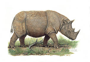 Sumatran rhinoceros (Dicerorhinus sumatrensis).
© WWF / Helmut Diller Sumatran rhinoceros
© WWF / Helmut Diller