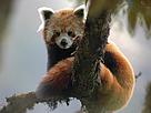 Red Panda