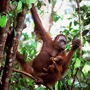 Orangutan © WWF Orangutan