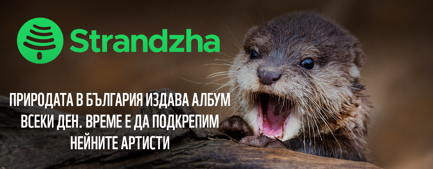 видра, strandzha, ключова визия