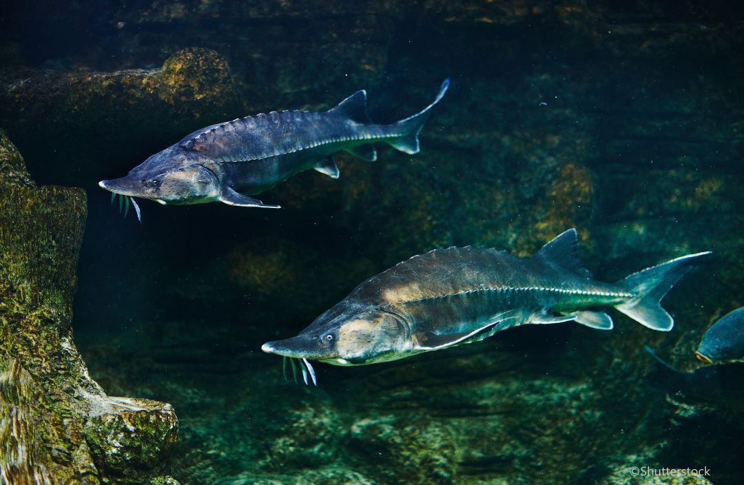 sturgeon