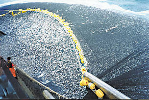 Overfishing © WWF Overfishing