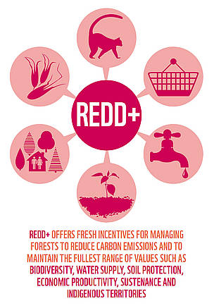 REDD+ aims to make forests more valuable standing than cut down. © WWF REDD+ aims to make forests more valuable standing than cut down.