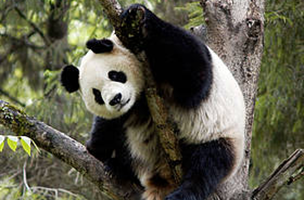 Giant panda in tree, Wolong Panda Reserve, Sichuan Province, China.
© WWF / Bernard DE WETTER
© WWF / Bernard DE WETTER