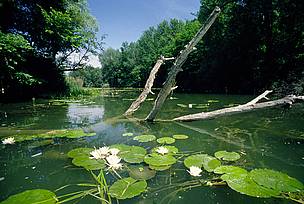 © WWF-Austria © WWF-Austria The WWF-Coca Cola partnership will demonstrate the benefits of reconnecting Danube wetlands to the river system.