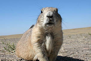 Prairie dogs are small, burrowing rodents native to the grasslands of North America.
© WWF-US / Tom Lalley
© WWF-US / Tom Lalley