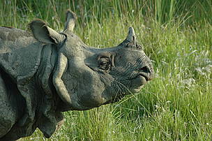 Chitwan National Park is home to the second largest population of greater one horned rhinoceros. © Vivek Raj Maurya Chitwan National Park is home to the second largest population of greater one horned rhinoceros.
