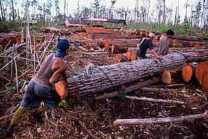 Loggers clearing a swamp forest for a palm oil plantation. (Illegal logging) Central Kalimantan, ...
© Alain COMPOST / WWF
© Alain COMPOST / WWF