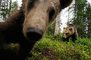 Кафявата мечка е защитен вид в цяла Европа © Wild Wonders of Europe /Staffan Widstrand / WWF Кафявата мечка е защитен вид в цяла Европа