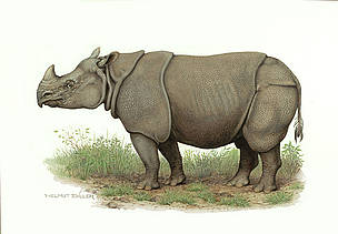 Javan rhinoceros (Rhinoceros sondaicus)
© WWF / Helmut Diller Javan rhinoceros (Rhinoceros sondaicus)
© WWF / Helmut Diller