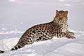Amur leopard (Panthera pardus orientalis) lying in snow. Captive animal, USA © naturepl.com/Lynn M. Stone / WWF Amur leopard (Panthera pardus orientalis) lying in snow. Captive animal, USA