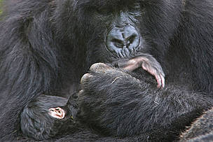 Mountain gorilla mother cradling and kissing foot of 1 week baby, Volcanoes NP, Virunga Mountains, Rwanda © naturepl.com /Andy Rouse / WWF Mountain gorilla mother cradling and kissing foot of 1 week baby, Volcanoes NP, Virunga Mountains, Rwanda