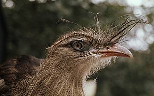 Red-legged seriema, Chapada dos Veadeiros National Park, Brazil. © Hartmut JUNGIUS / WWF Red-legged seriema, Chapada dos Veadeiros National Park, Brazil.
