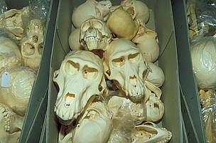 Skulls of Great apes seized at customs. © WWF / Wil LUIIJF Skulls of Great apes seized at customs.