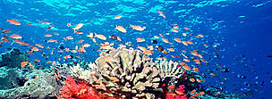 Fiji is famous throughout the world for spectacularly rich and vibrant soft coral reefs. Fed by ...
© WWF / Cat HOLLOWAY Fiji is famous throughout the world for spectacularly rich and vibrant soft coral reefs. Fed by ...
© WWF / Cat HOLLOWAY