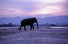 Habitat loss and fragmentation are threatening the future of elephants in India. Rajaji National Park, north India.