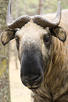 Bhutanese Takin finding refuge in a WWF funded nature reserve