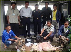 Mr. Anusit Kanjanapol (standing, centre) leads the Royal Thai Customs Officers team who confiscated ...
© PeunPa Foundation Mr. Anusit Kanjanapol (standing, centre) leads the Royal Thai Customs Officers team who confiscated ...
© PeunPa Foundation