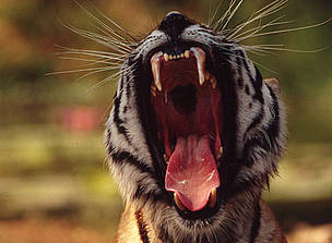 Bengal tiger (Panthera tigris tigris) © Martin Harvey / WWF Bengal tiger (Panthera tigris tigris)