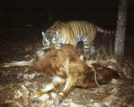 An Amur (Siberian) tiger caught on film by a camera trap in the Hunchun National Nature Reserve, ...
© Hunchun National Nature Reserve An Amur (Siberian) tiger caught on film by a camera trap in the Hunchun National Nature Reserve, ...
© Hunchun National Nature Reserve
