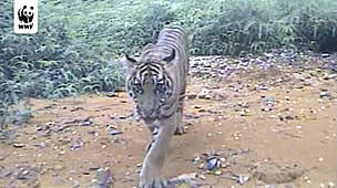 WWF camera trap yields first-time film of tigress and cubs in Sumatra, Indonesia.
© WWF Camera trap tiger cubs video camera trap
© WWF Camera trap