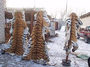 Confiscated Siberian tiger skins.
© Vladimir Shumkin
© Vladimir Shumkin