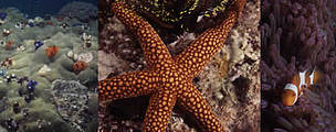 Coral reef seascape. © WWF / Adhi RACHMAT Coral reef seascape.