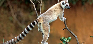 Ring-tailed lemur. Analamazaotra Special Reserve, Madagascar.
© WWF / Homo ambiens / R.Isotti-A.Cambone Ring-tailed lemurs live in groups of 5-30 members. They have distinct hierarchies that are enforced ...
© WWF / Homo ambiens / R.Isotti-A.Cambone