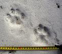 Traces of Amur tiger cubs in southeast Siberia. © WWF-Russia Traces of Amur tiger cubs in southeast Siberia.