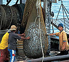 Trawler catch, Borneo, Malaysia.