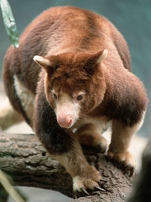 Matschie's tree kangaroo, one of Papua New Guinea's unique wildlife species.
© Chris Martin Bahr / WWF
© Chris Martin Bahr / WWF
