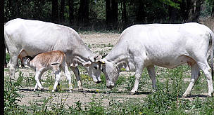 © Andreas Beckmann, 2007 © Andreas Beckmann, 2007 One of the calves born in spring 2007 on Tataru Island in the Ukrainian Danube Delta. The Ukrainian grey cattle are part of a WWF pilot project for diversifying habitats and incomes of local people.
