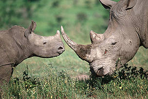 Southern white rhinoceros adult and calf. The white rhino is listed by the IUCN and all other conservation groups as endangered. Many game wardens and researchers routinely risk their lives to help protect this species from poachers. New and innovative management programs are being developed to help save this magnificent creature. Just over 4000 white rhinos exist in the wild today. Southern Africa and East Africa. © Martin Harvey / WWF Southern white rhinoceros adult and calf. The white rhino is listed by the IUCN and all other conservation groups as endangered. Many game wardens and researchers routinely risk their lives to help protect this species from poachers. New and innovative management programs are being developed to help save this magnificent creature. Just over 4000 white rhinos exist in the wild today. Southern Africa and East Africa.