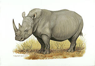 White rhinoceros (Ceratotherium simum)
© WWF / Helmut Diller White rhinoceros (Ceratotherium simum)
© WWF / Helmut Diller
