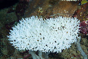 Bleached Acropora coral head, Papua New Guinea.
© Jürgen Freund / WWF Bleached Acropora coral head, Papua New Guinea
© Jürgen Freund / WWF
