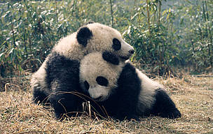 Giant pandas, panda © Susan A. MAINKA / WWF Giant pandas, panda