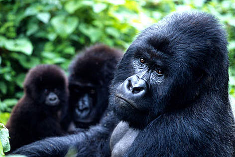 Gorilas de Montaña, Parque Nacional de Virunga, República Democrática del Congo
© Martin Harvey / WWF rel=