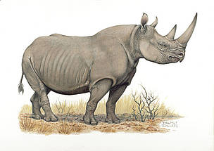 Black rhinoceros (Diceros bicornis)
© WWF / Helmut Diller Black rhinoceros (Diceros bicornis)
© WWF / Helmut Diller