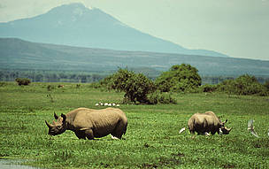 Black rhinoceros (Diceros bicornis), Amboseli National Park, Kenya. © Mauri Rautkari / WWF Black rhinoceros (Diceros bicornis), Amboseli National Park, Kenya.