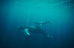 Megaptera novaeangliae Humpback whale With its young passing off the town of San JosÈ del Cabo, Baja California Sur, Mexico
© Erkki Siirillä / WWF Megaptera novaeangliae Humpback whale With its young passing off the town of San JosÈ del Cabo, Baja California Sur, Mexico