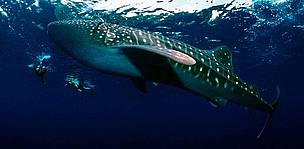 Whale shark swimming with divers © Jürgen Freund/WWF Whale shark swimming with divers