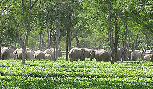 A large herd of elephants takes refuge in a tea estate in Assam, a favorite shelter for elephants ...
© WWF AREAS / Rommell Shunmugam
© WWF AREAS / Rommell Shunmugam