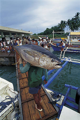 Yellow fin tuna in fish market/Philippines
© Juergen Freund/WWF
© Juergen Freund/WWF