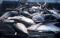 Yellowfin Tuna (Thunnus albacares). The world’s tuna fisheries are worth around US$5.8 billion per year. © WWF / Hélène PETIT Yellowfin Tuna (Thunnus albacares). The world’s tuna fisheries are worth around US$5.8 billion per year.