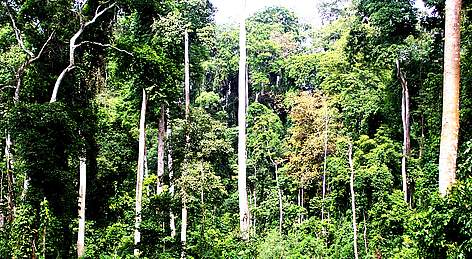 african teak wwf african teak wwf