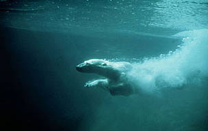 polar swim tracker