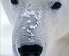 Polar bear.