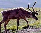 Caribou grazing in the Arctic National Wildlife Refuge.