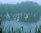 Great egrets in the Everglades National Park, US — one of the many national parks where Xanterra operates.