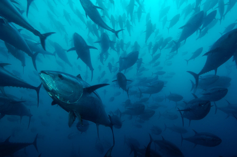 Unacceptable Rise In Catch Quota For Bluefin Tuna Wwf Protests Wwf